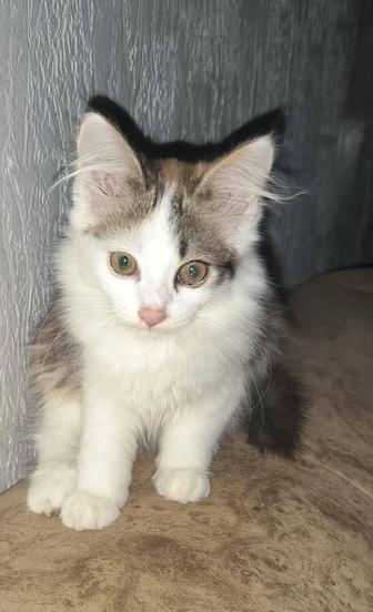 Отдам котенка в хорошие руки