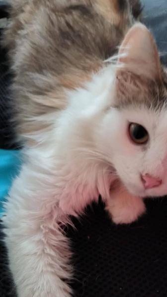 Отдам девочку 4.5 месяца в хорошие руки