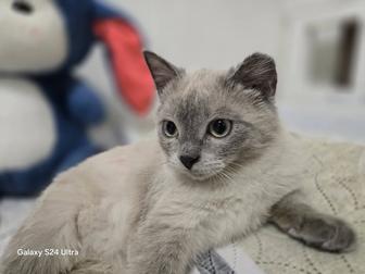 Отдам котенка подростка в добрые руки