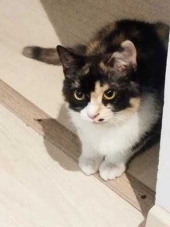 Отдам кошечку в добрые руки