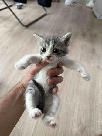 Домашние котята