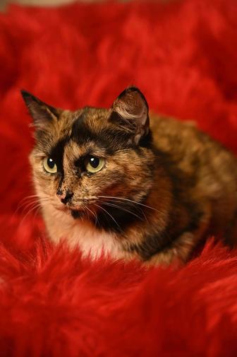 Отдам молодую кошку. Трехцветка