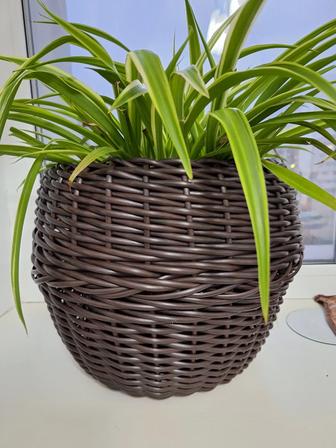 Кашпо из ротанга