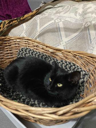 Отдам черную кошку
