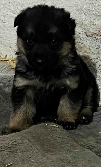 Щенки немецкой овчарки