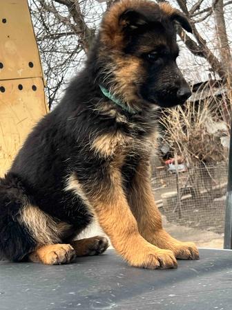 Щенки немецкой овчарки