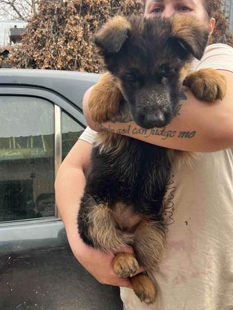 Щенки немецкой овчарки