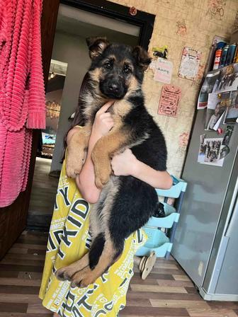 Щенки немецкой овчарки