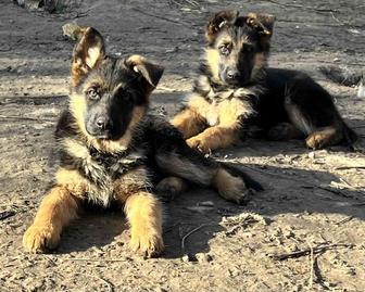 Щенки немецкой овчарки