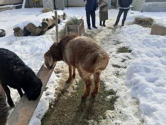 Кошкарлар сатылады