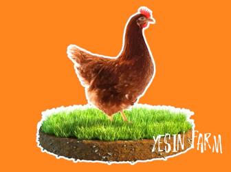 Инкубационные яйца несушка ломан браун для прибыли