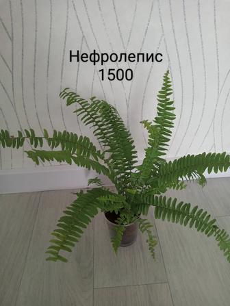 Комнатные растения