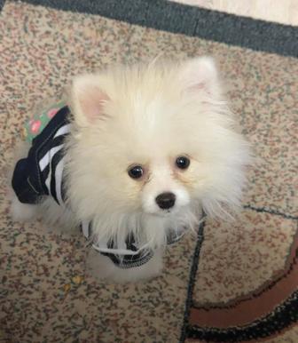 Продам шпиц белоснежный