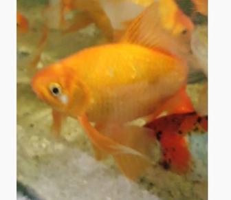 Кометы рыбки для аквариума и пруда
