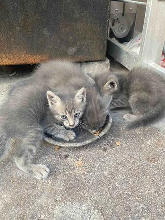 Котята