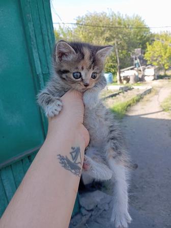 Отдам даром котят