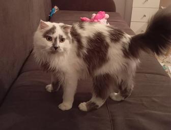 Продам породистого кота