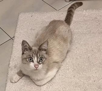 Молодой котик ищет любящую семью