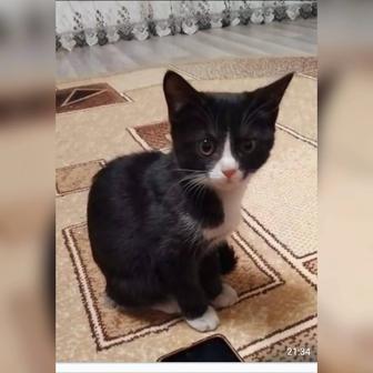 В самые отдаленные руки котенок