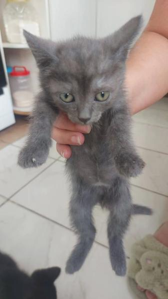 отдам котят в хорошие руки!