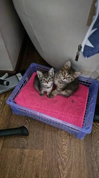 Котята