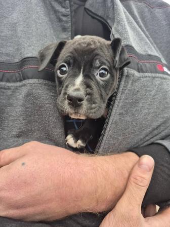 Продам щенка питбультерьера