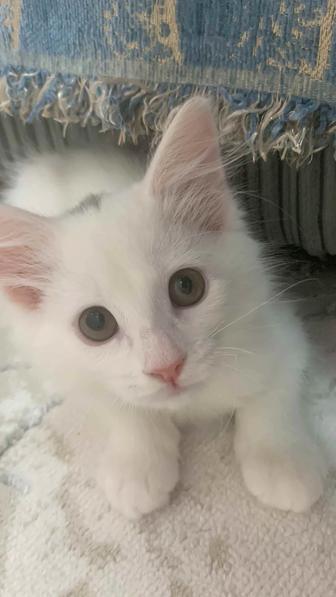 Отдам кошку 2 месяца