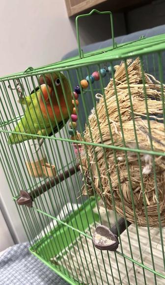 Продам попугая