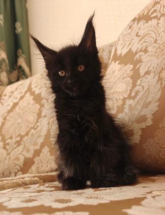 Продаются котята Мейн куна нового формата.