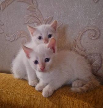 Отдам котят в хорошие руки