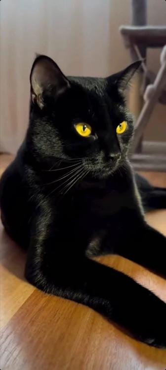 Возьму черного котенка