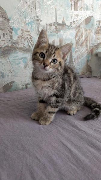 Котята Мейн-Кун с веслоушкой