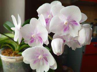 Цветущие орхидеи