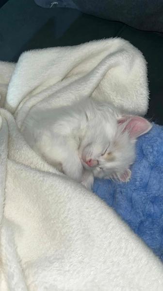 Отдам кошку 2-2,5мес,турецкая ангора.