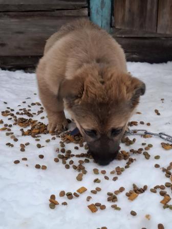 Щенок отдам даром