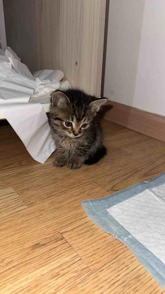 Котенок
