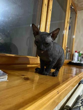 Продам котенка сфинкса