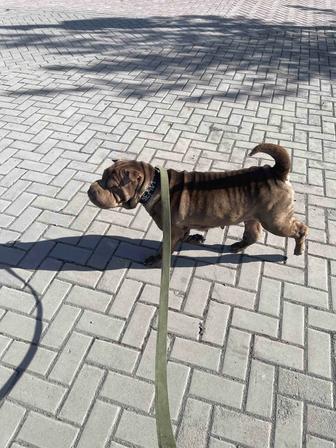 Отдам собаку