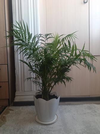 Продам комнатную пальму (70-85см)