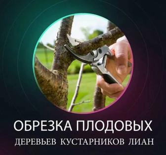 Обрезка плодовых деревьев