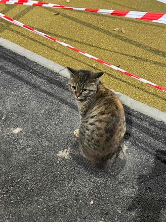 Кошка - Алматы