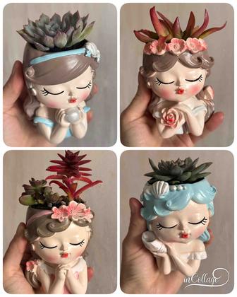 Комнатные растения в кашпо Грунт. Суккуленты, хлорофитум, толстянка