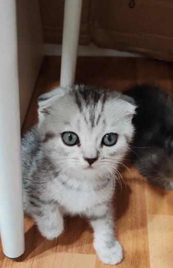 В ПРОДАЖЕ Чистокровные Шотландские Котята!