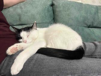 Няня/передержка животных(коты, попугаи и по договоренности)