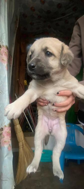 Щенки-звонки, девочки, 1 мес. с гарантированной стерилизацией в 6 месяцев