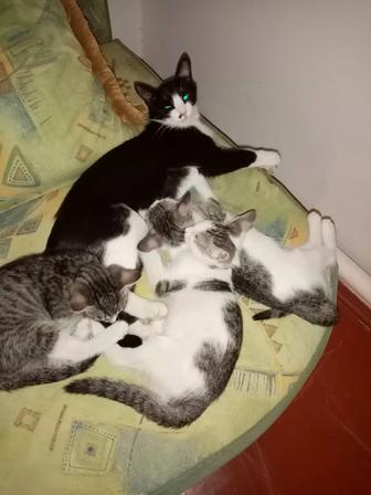 Котята мальчик и девочка 2 месяца, к лотку приучены. Только в хорошие руки