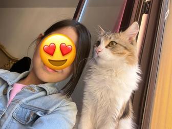 Даю даром кошку или кота. В хорошие руки