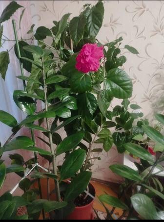 Продам розу. Цветок для офиса