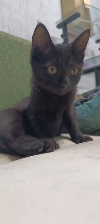 Котенок девочка 4 мес