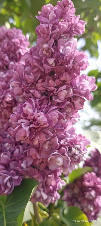 ПРОДАМ СОРТОВУЮ СИРЕНЬ ДВУХ СОРТОВ МАХРОВУЮ И ПРОСТУЮ